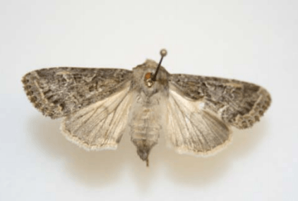 pinned butterfly or moth
