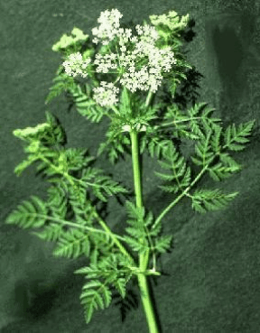 Poison hemlock and Western waterhemlock: deadly plants that may be growing  in your pasture | OSU Extension Service