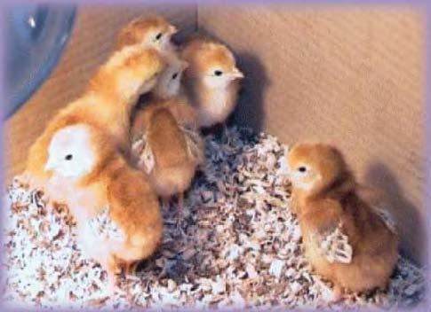 Young chicks on bedding material.