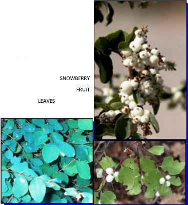 Snowberry fruit and leaves collage