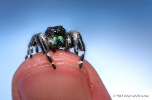 Makeup fails to solve mystery of why jumping spiders have back stripes, Spiders