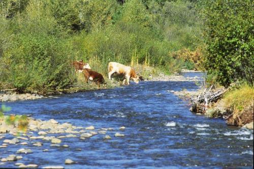 Cattle drink from a creek.