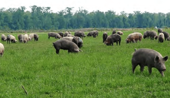 Grass Fed Beef and Pasture Pork in Ontario