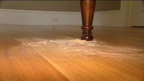 powder post beetles in furniture