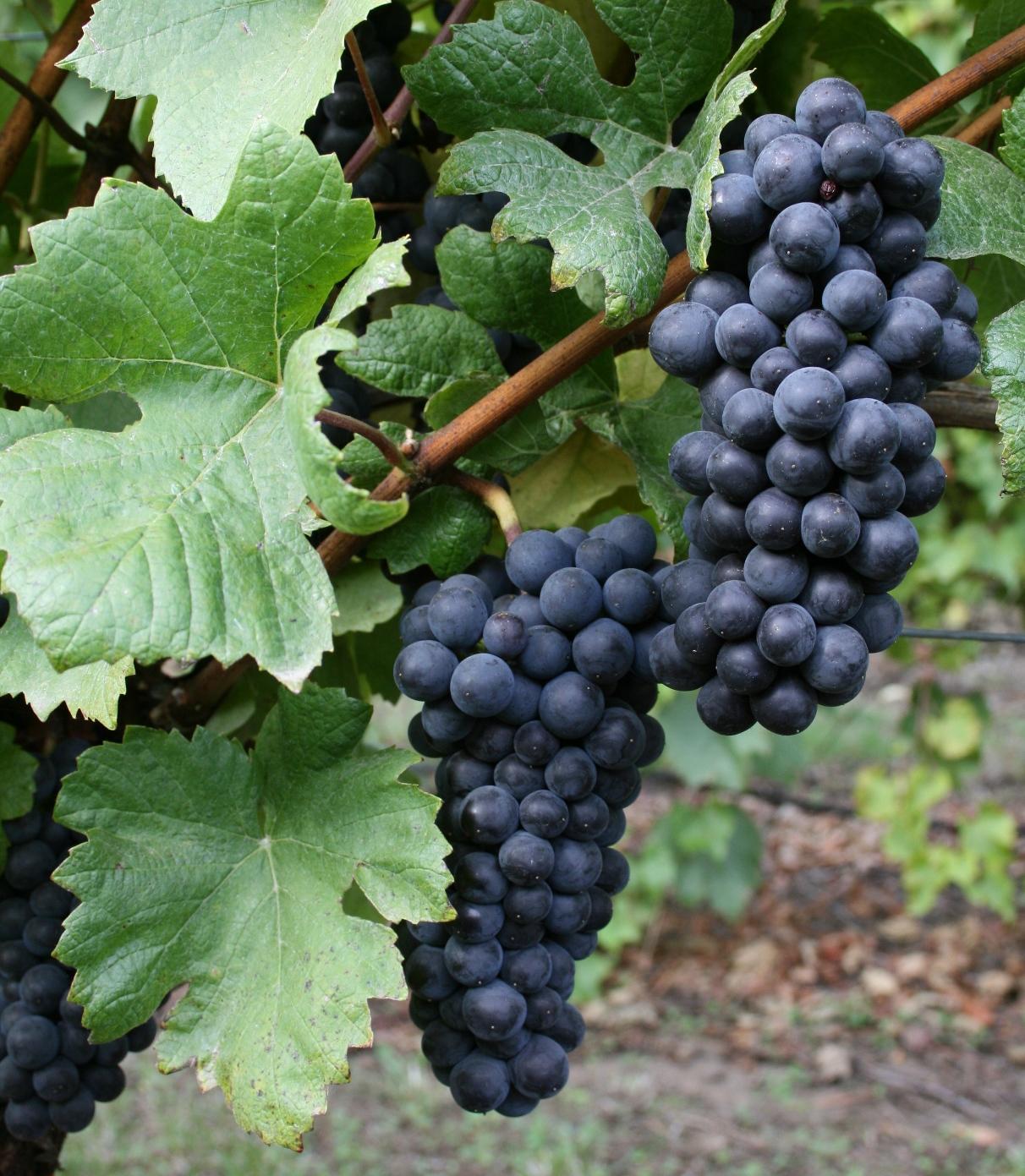 Описание сорта винограда изабелла фото и описание