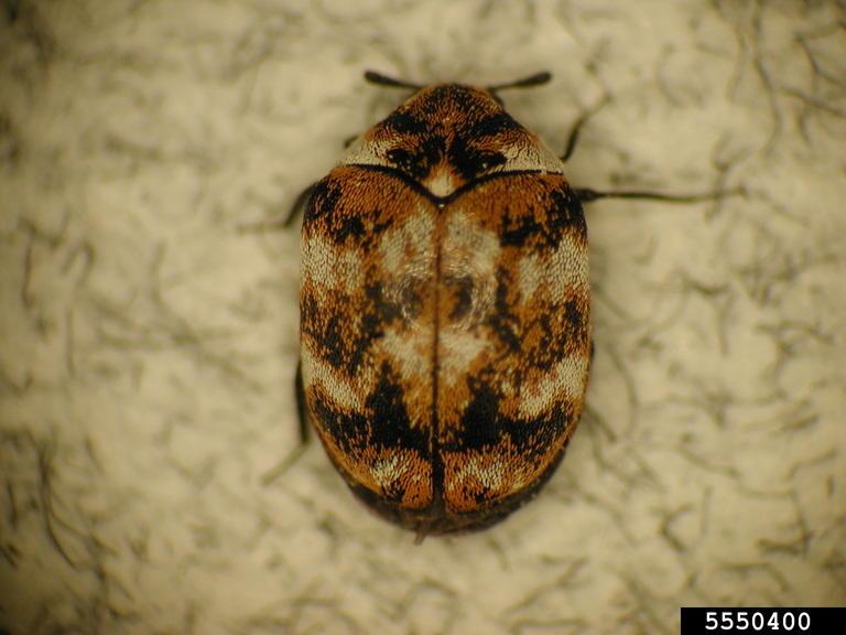 Carpet beetles fed carcass of ground beetle on the trap