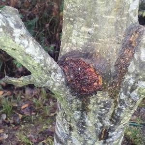 What is a Burl? Description, Causes & What To Do, Organic Plant Care LLC