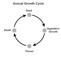 Know The Life Cycles Of Plants