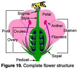 parts of a flower for kids 4th grade