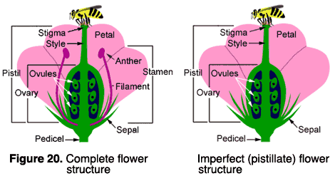 Male And Female Plant Diagram Schematic Wiring Diagram Load Proper Load Proper Hazzart It