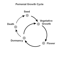 A graphic shows the life cycle of a perennial plant: Seed, vegetative growth, flower, dormancy. From dormancy, it can go to either vegetative growth again or die and back to seed.