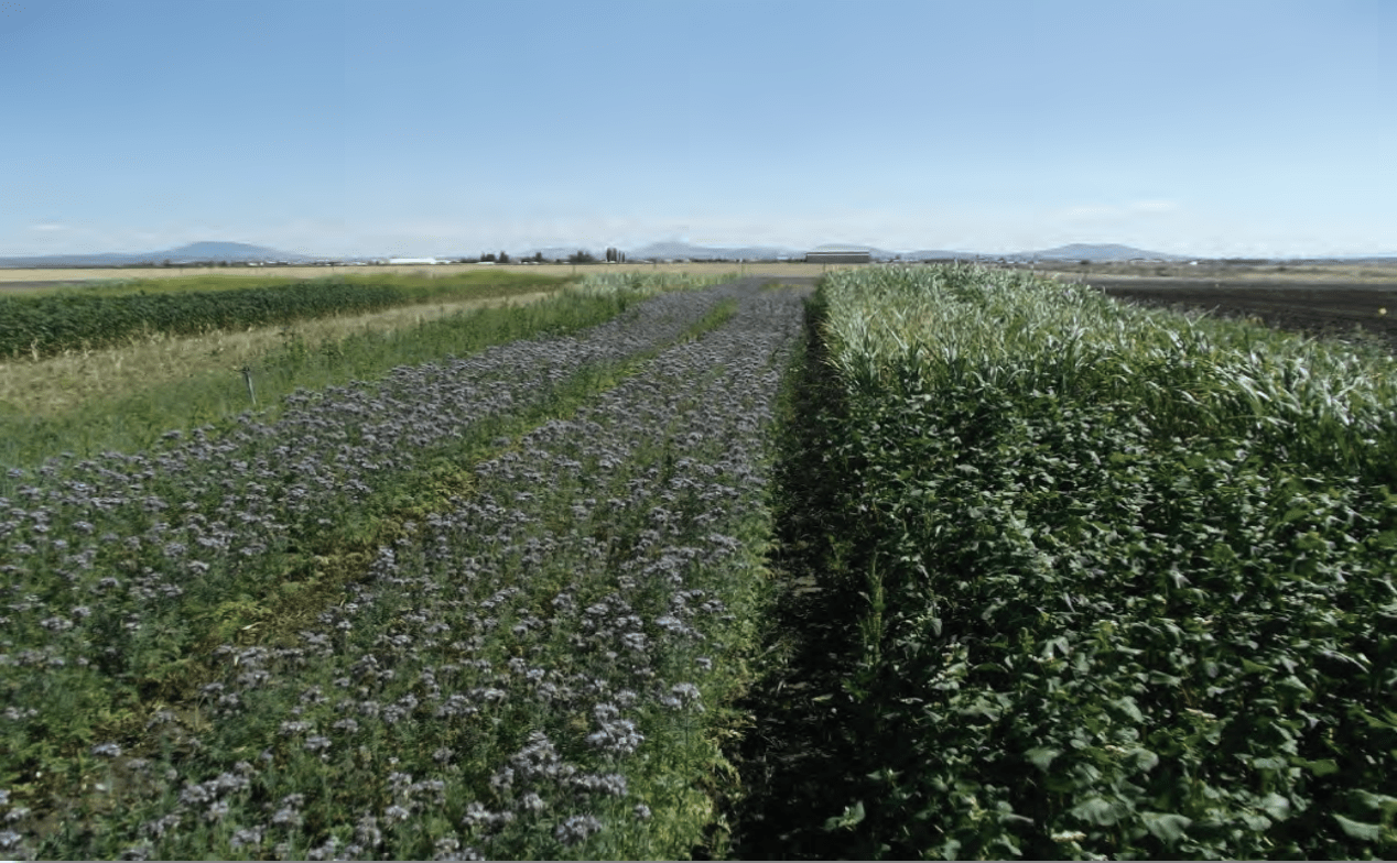 phacelia, buckwheat and sudangrass in summer cover crop trials