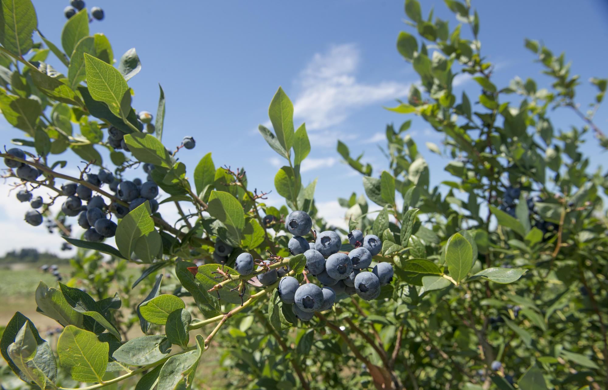 Bluecrop Northern Highbush Blueberry Plant, Live Deciduous Jumbo