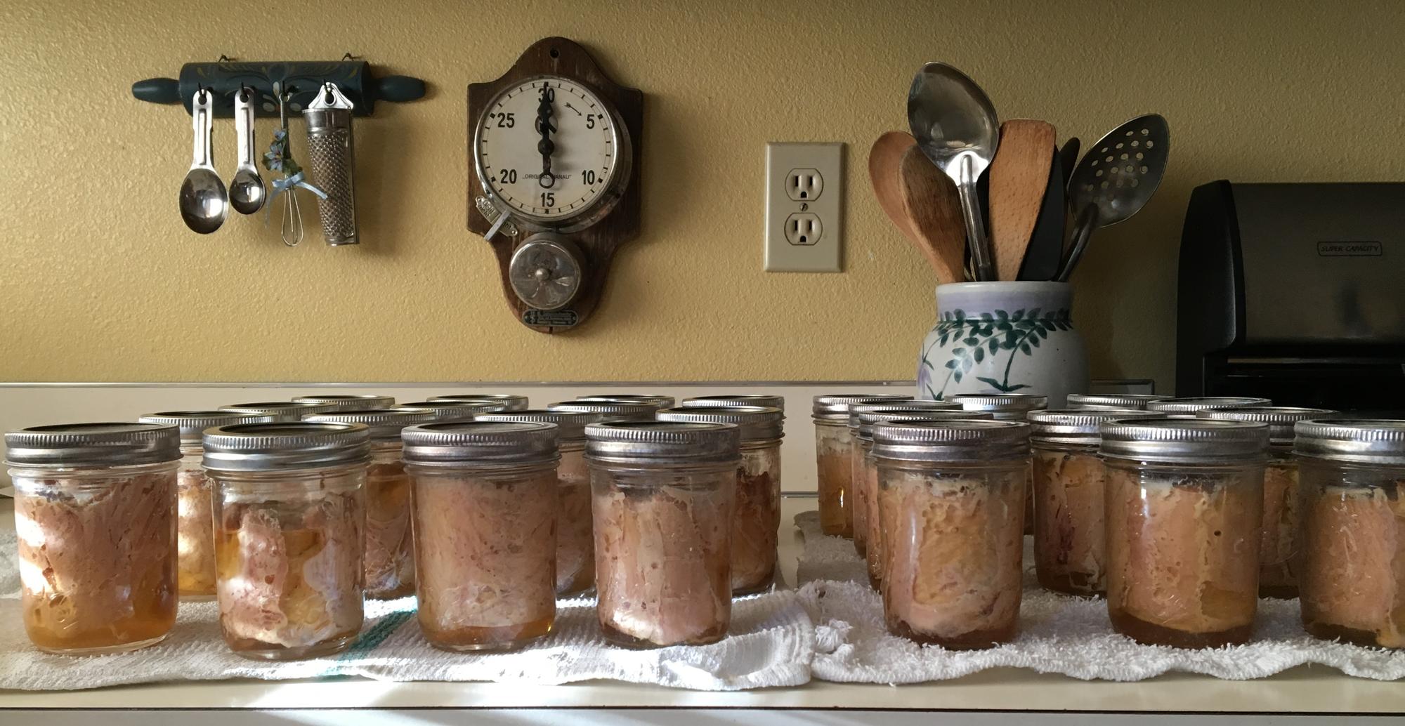 Three dozen half-pint jars of canned tuna cooling after pressure canner processing.