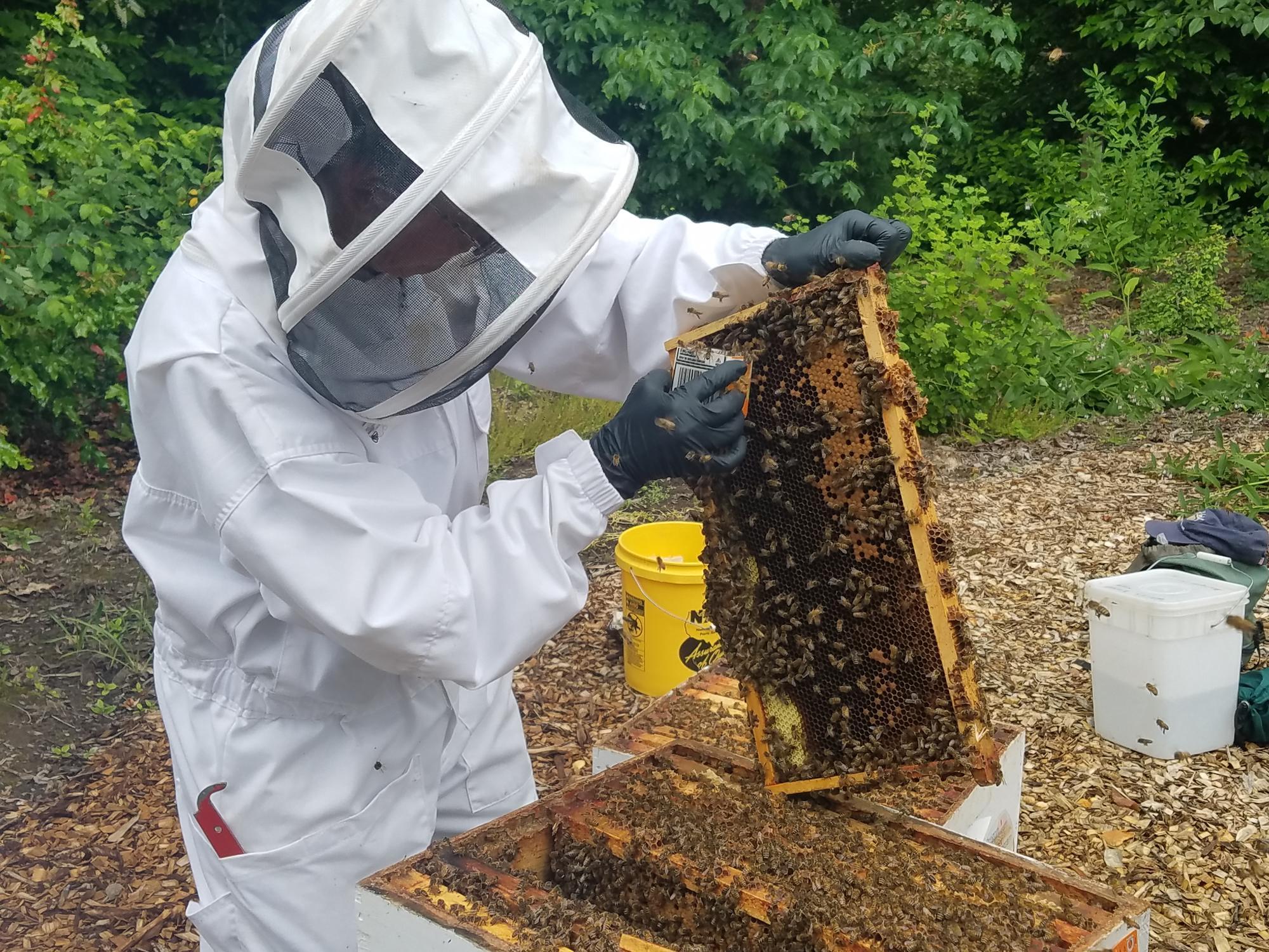 PLAN BEE: What the master beekeeper program is all about, News