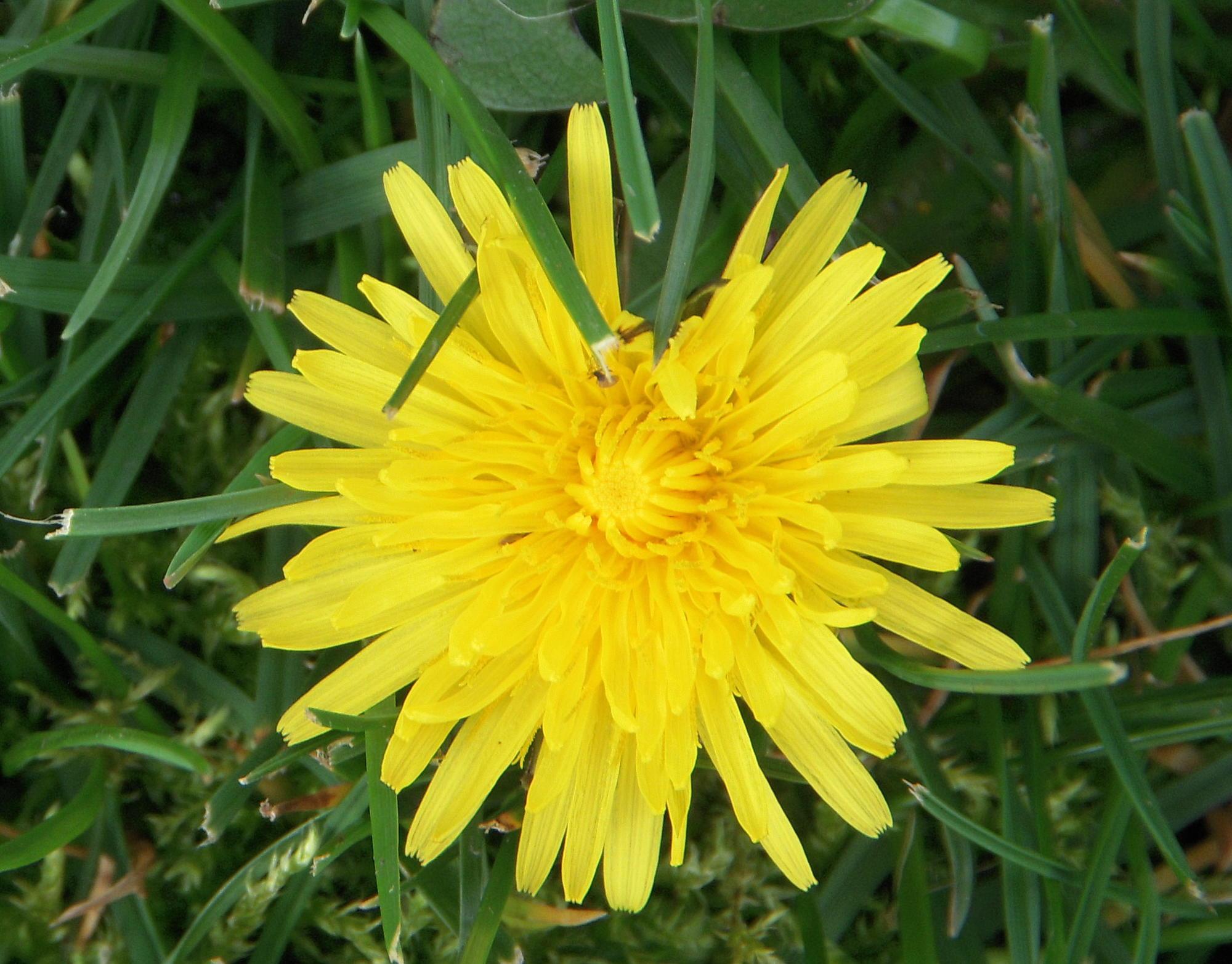 dandelion flower with grass background