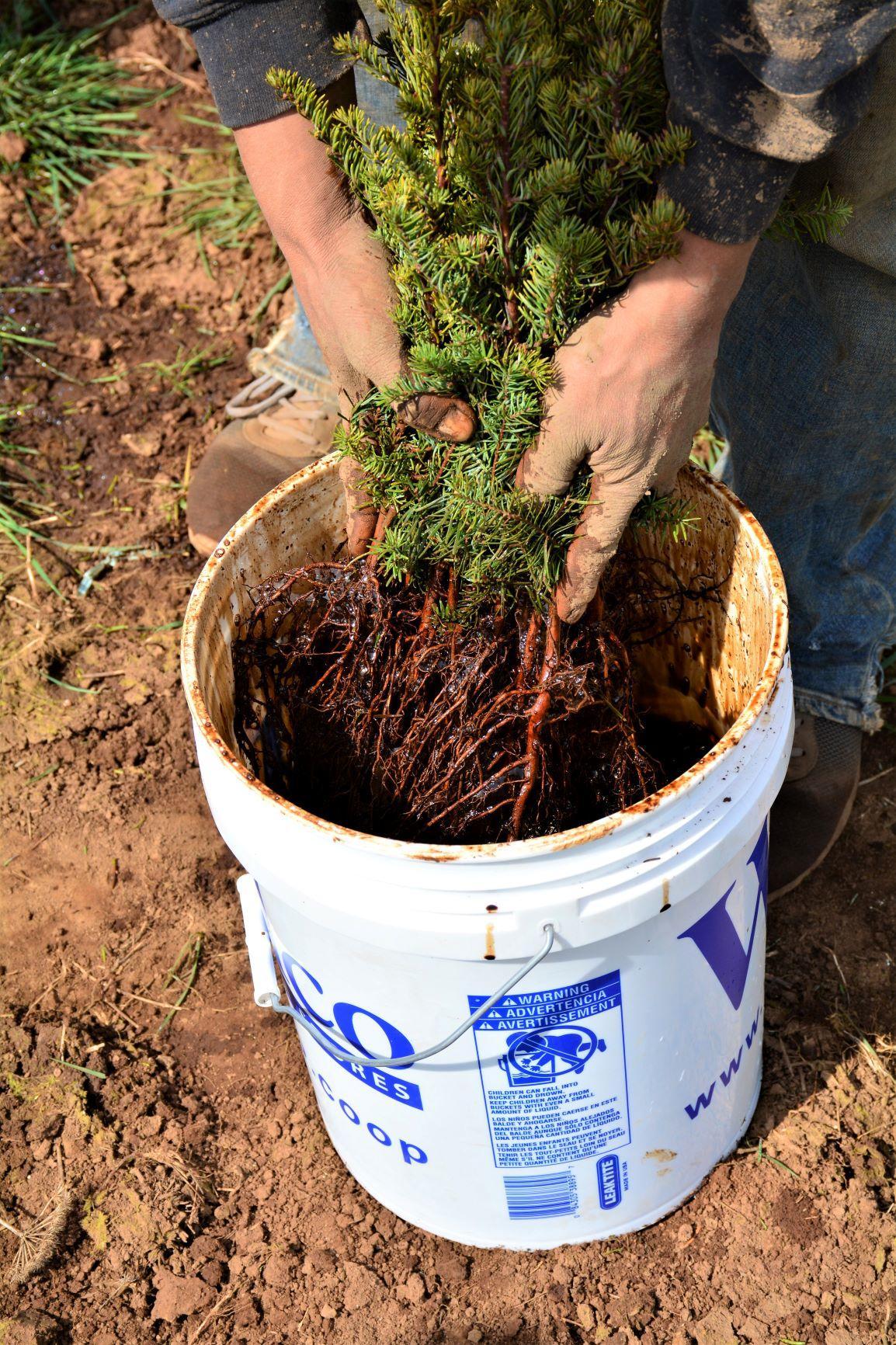 Dipping roots before planting to increase moisture retention.