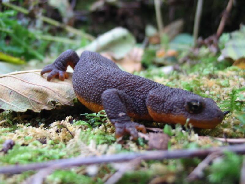 Rough skin newt crawling on forest floor.