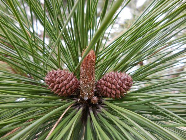 Pine needles and cones can be composted but it's a slow process