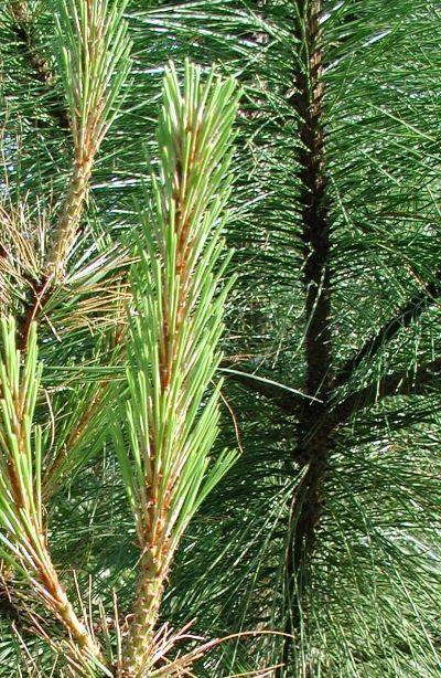 Long Needle Pine Stems - Bundle of 5 Stems