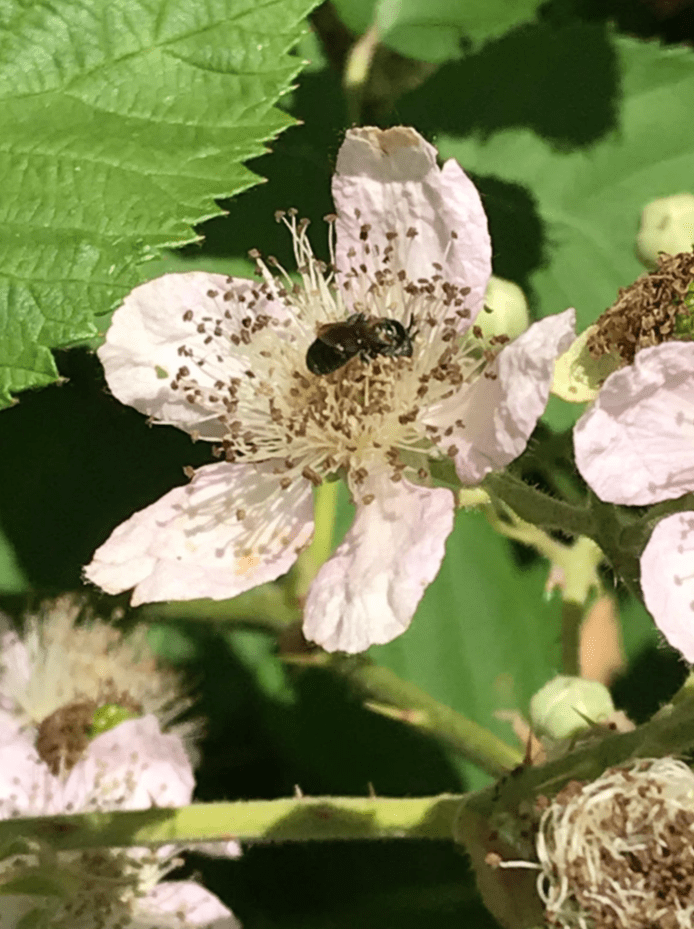 A closeup of a carpenter bee on a blackberry blossom.