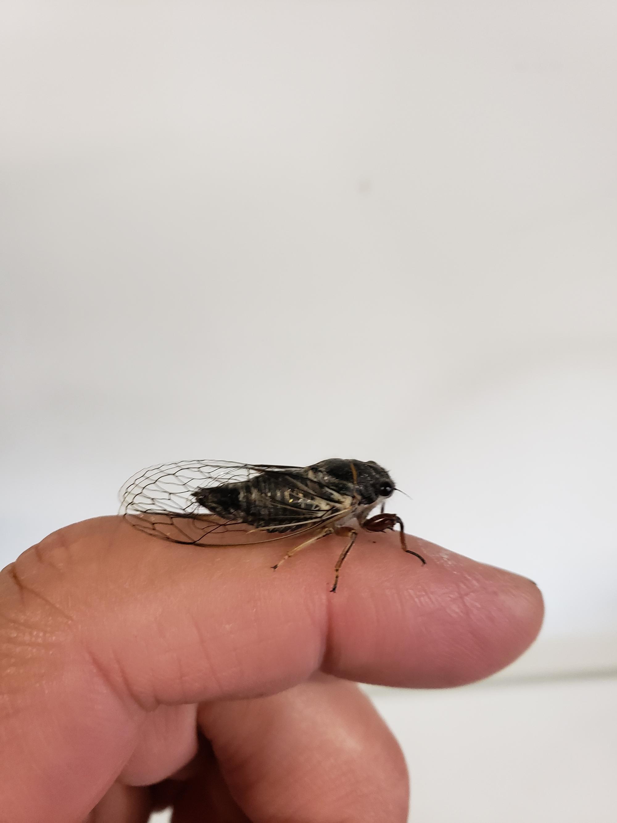 Western US cicada perched on a person's finger
