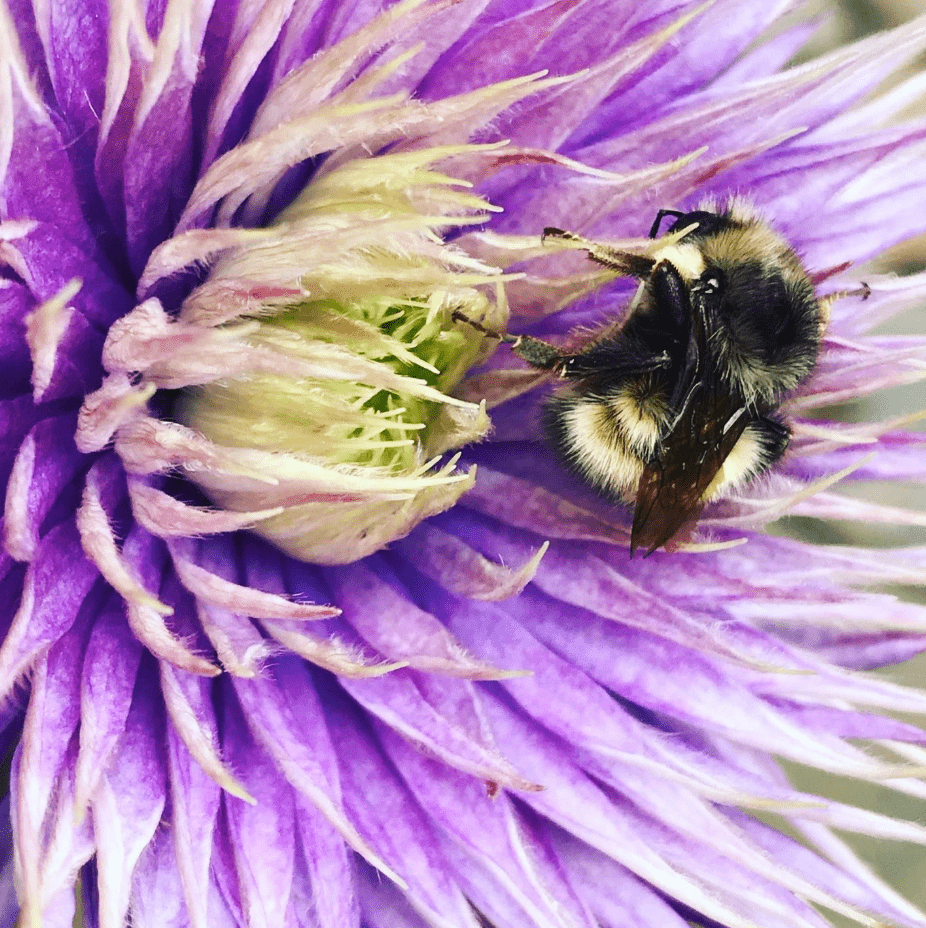 Ask a Bumble Bee: What flowers do they prefer?