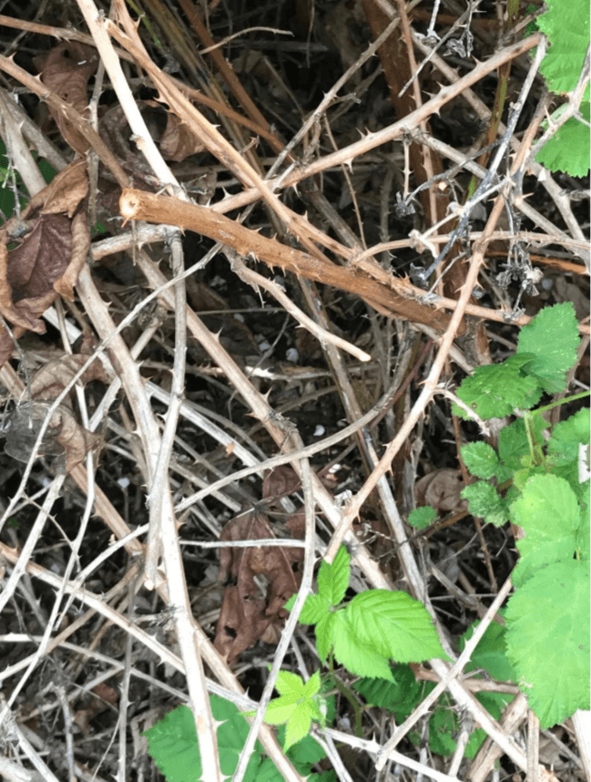 A blackberry cane with a carpenter bee nest hole is shown amid a tangle of dried canes.