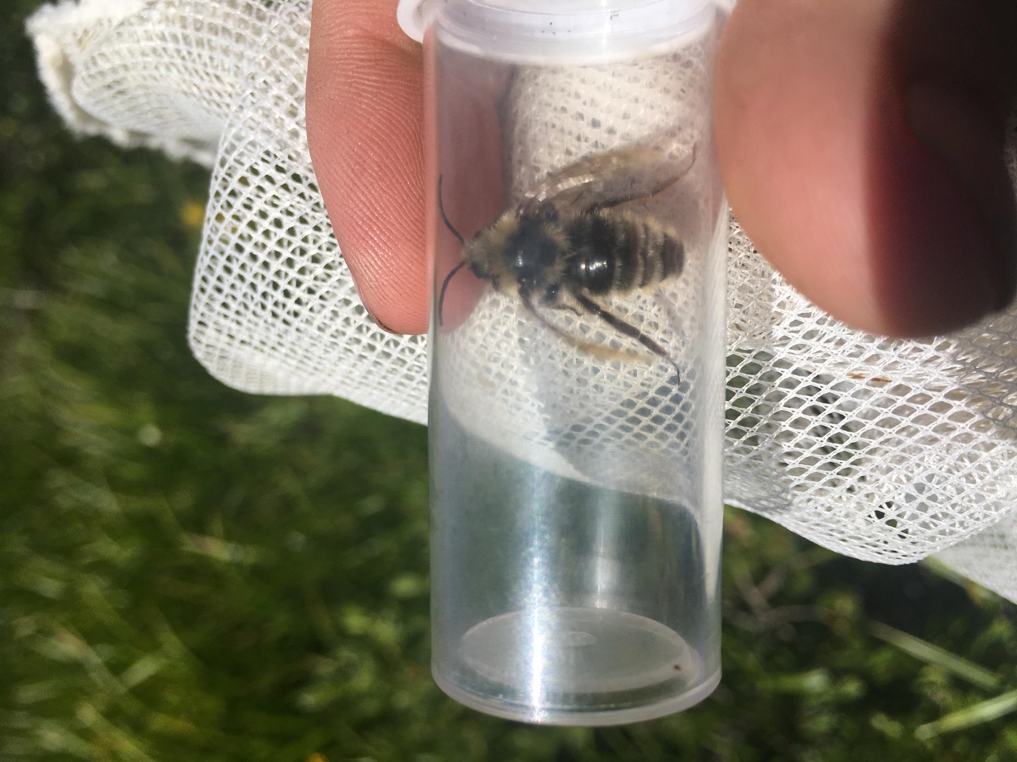 Captured western bumble bee