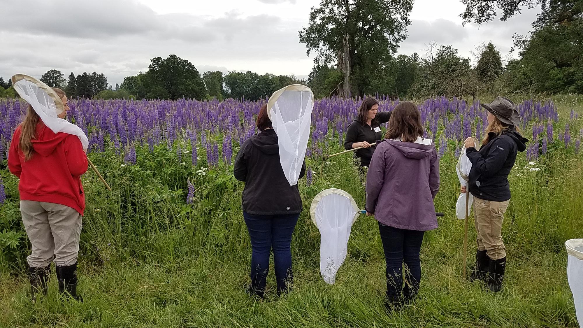 People walking around a lavender field with nets
