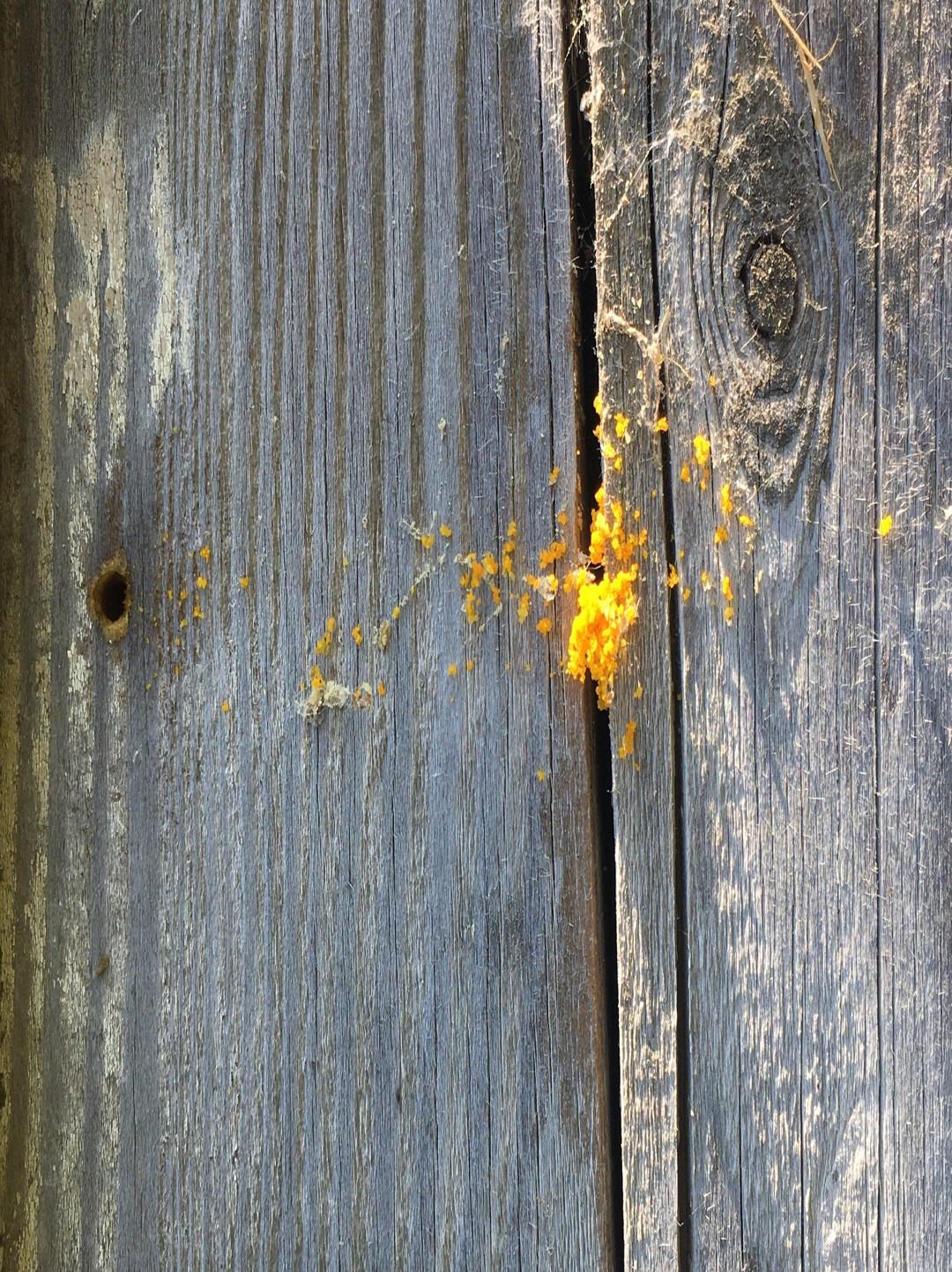 Leafcutter pollen on a piece of wood
