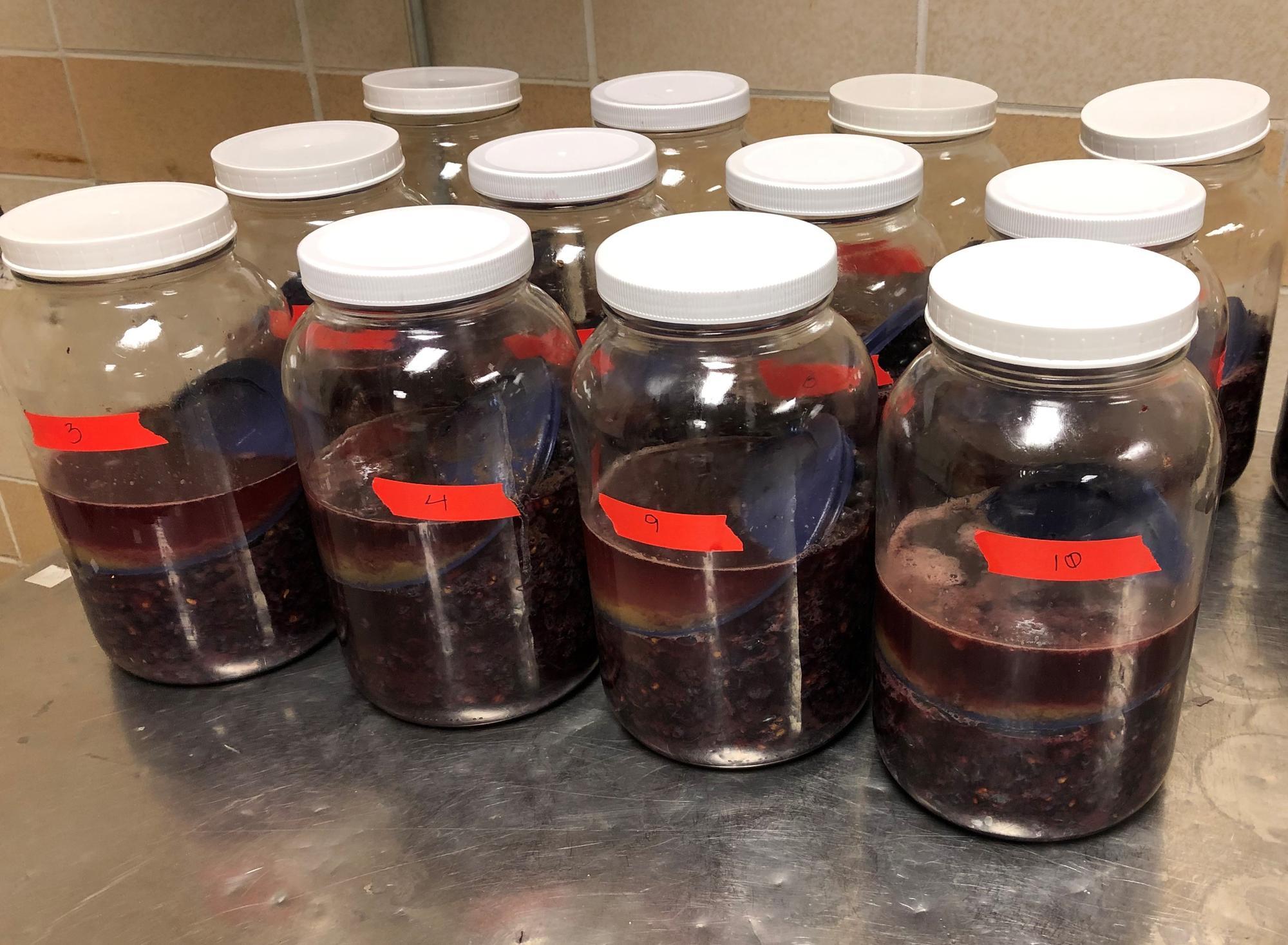 Jars containing micro fermentations of grapes prepared for testing for smoke volatile phenols