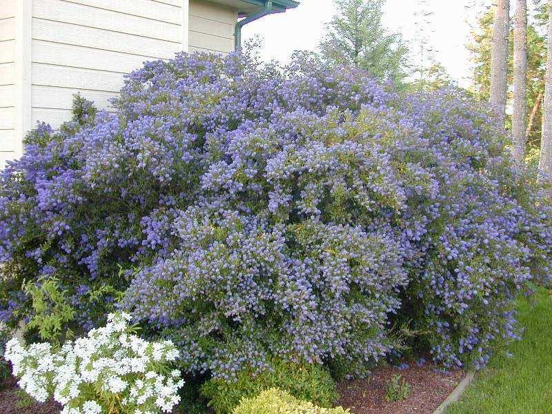 purple flowering California lilac shrub