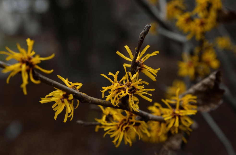 A close-up view of yellow flowers on a witch hazel plant.