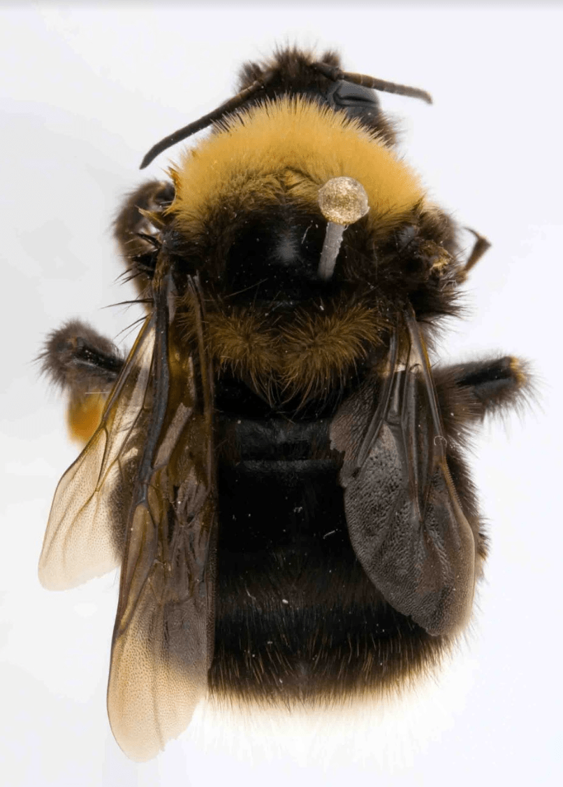 Western bumble bee population declines sharply