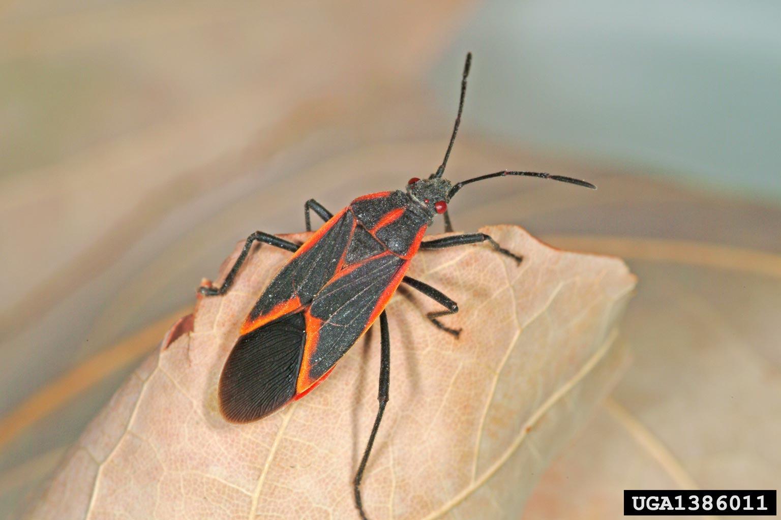 Box elder bugs are a harmless nuisance | OSU Extension Service