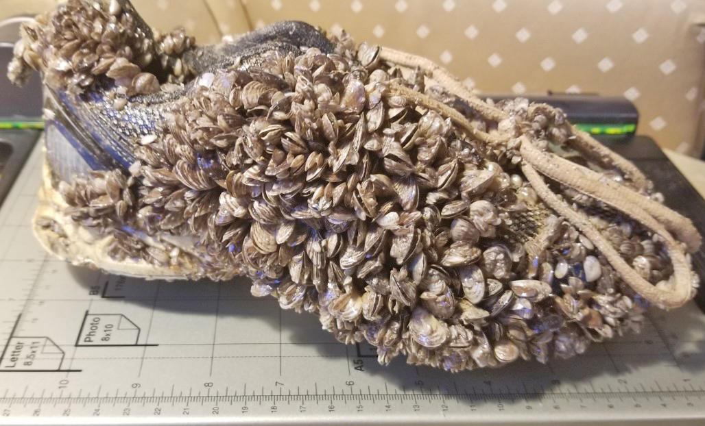 Utah DWR warns of invasive zebra mussels found in aquarium moss balls