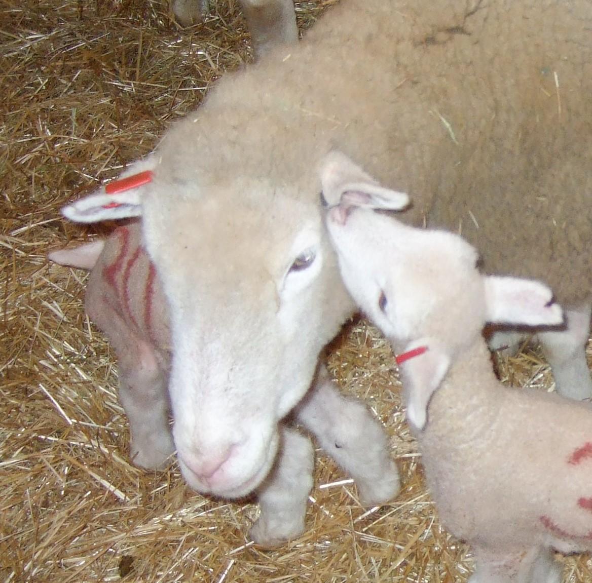 Sheep 201: Care of newborn lambs