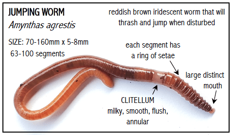 Jumping Worm Amynthas agrestis, Size 70-160mmx5-8mm, 63-100 segments, reddish brown iridescent worm that will thrash and