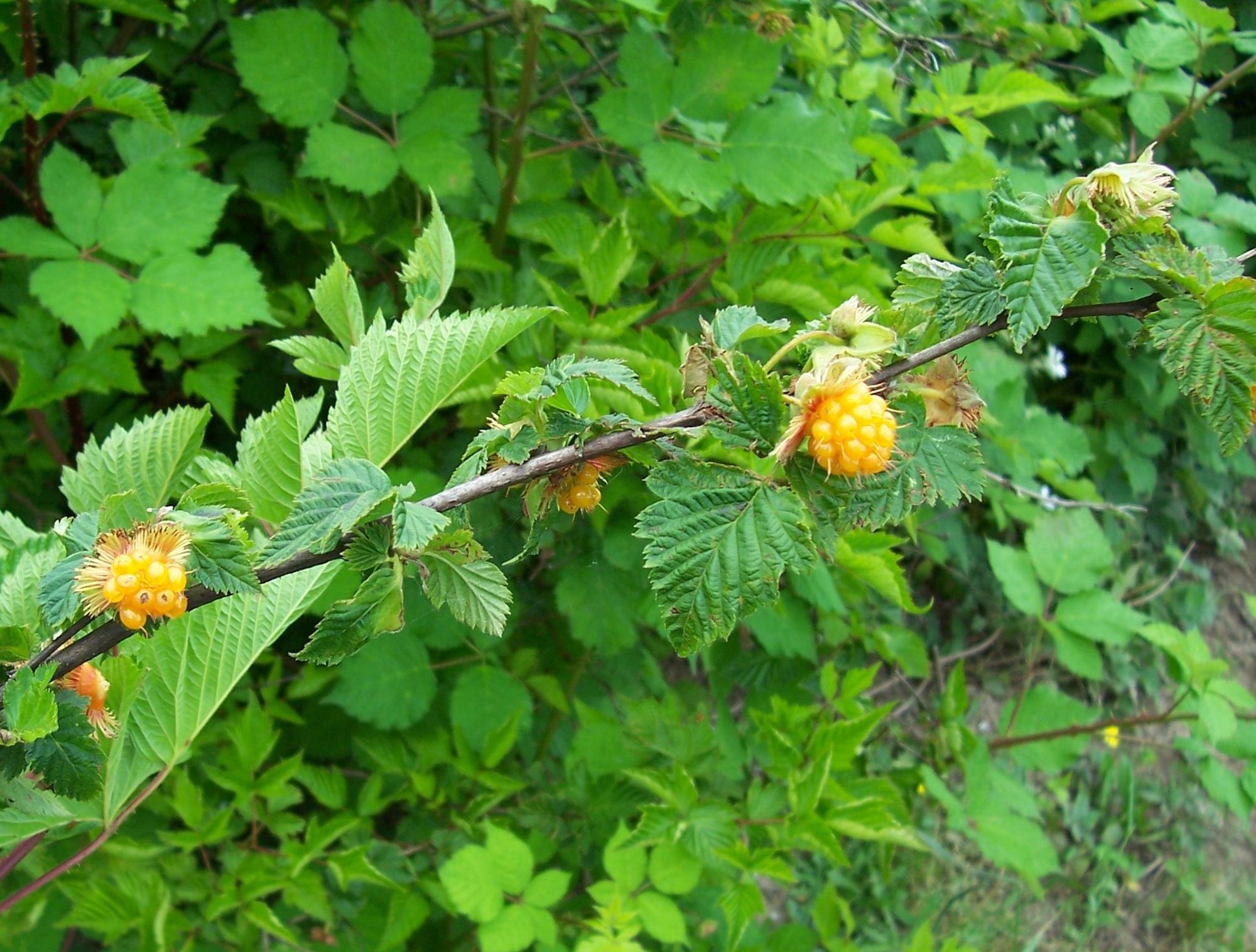 Growing Raspberries in Your Home Garden | OSU Extension Service
