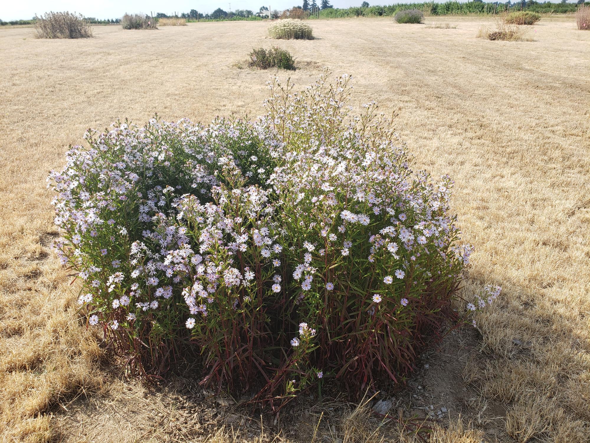 Douglas aster in full bloom in large dry field.