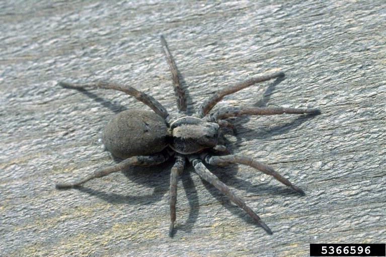 What Are Wolf Spiders & Are They Dangerous