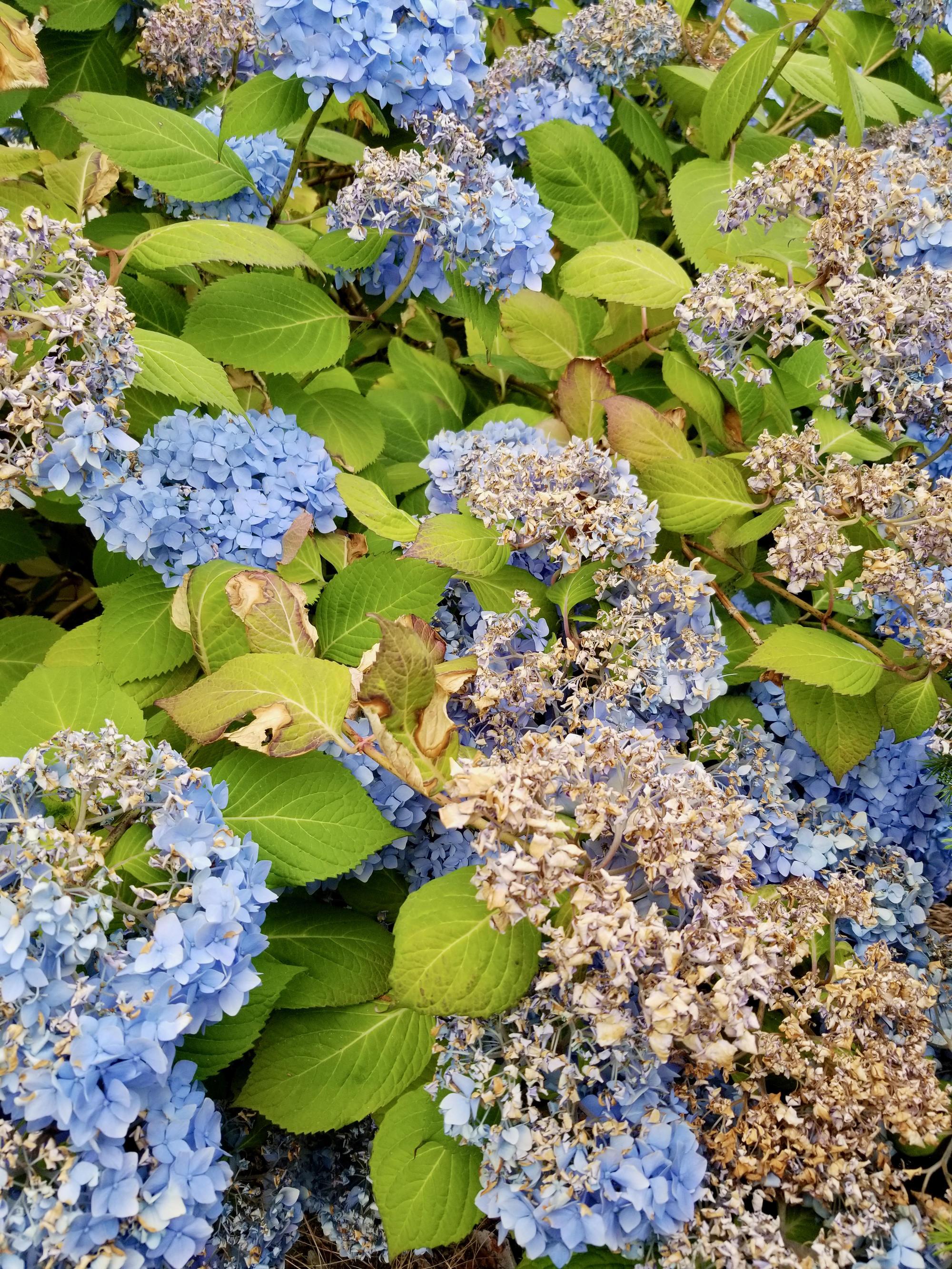 How to help hydrangeas weather a heat wave | OSU Extension Service