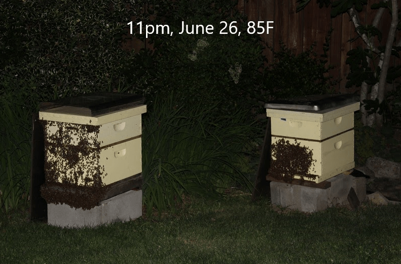 A pair of bee boxes, each with the one side mostly covered by bees.