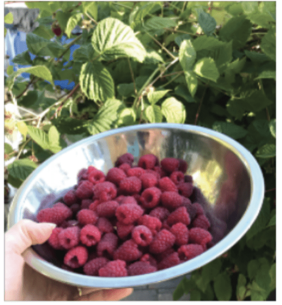 a bowl of raspberries