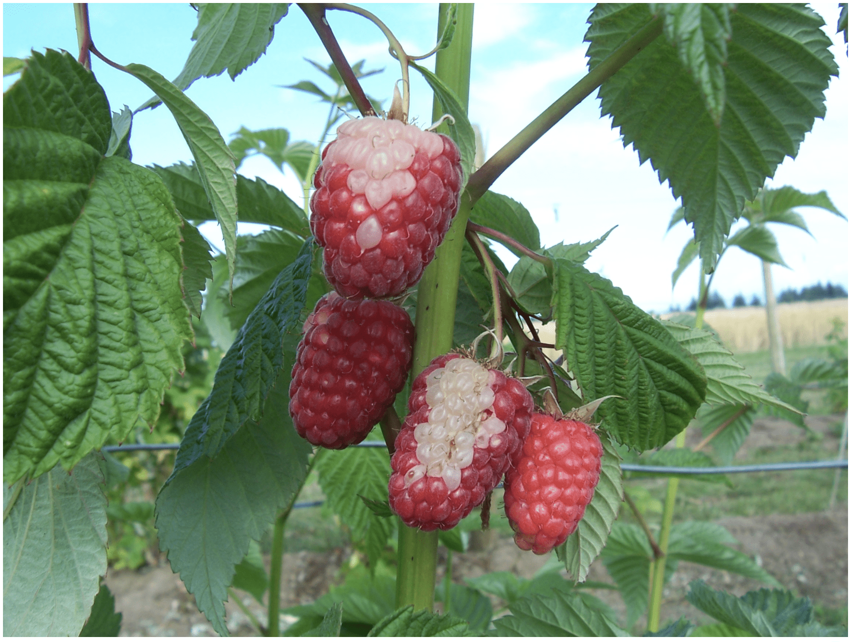 White Drupelet Disorder: What Causes White Spots On Raspberries and  Blackberries