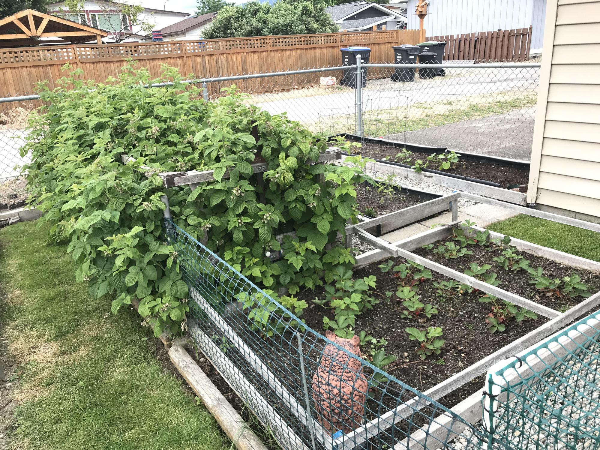 Image of Raspberry raised bed in community garden