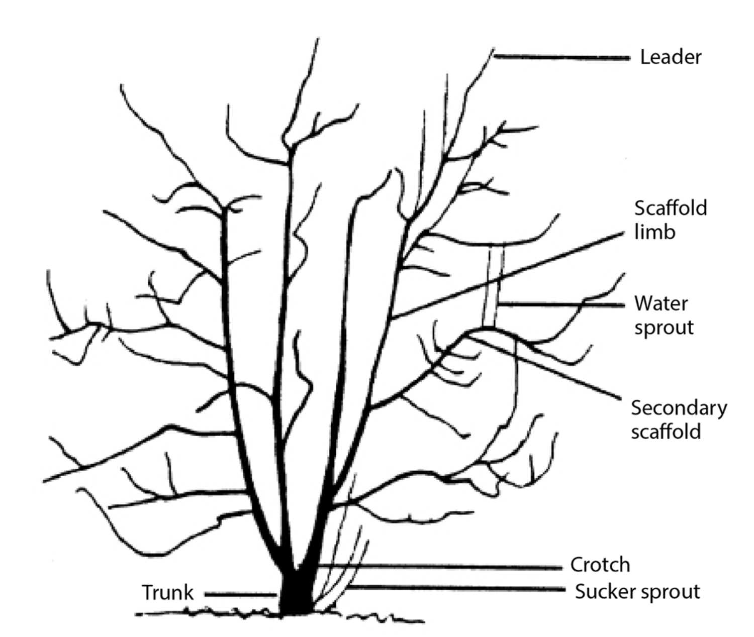 pruning pear trees diagram