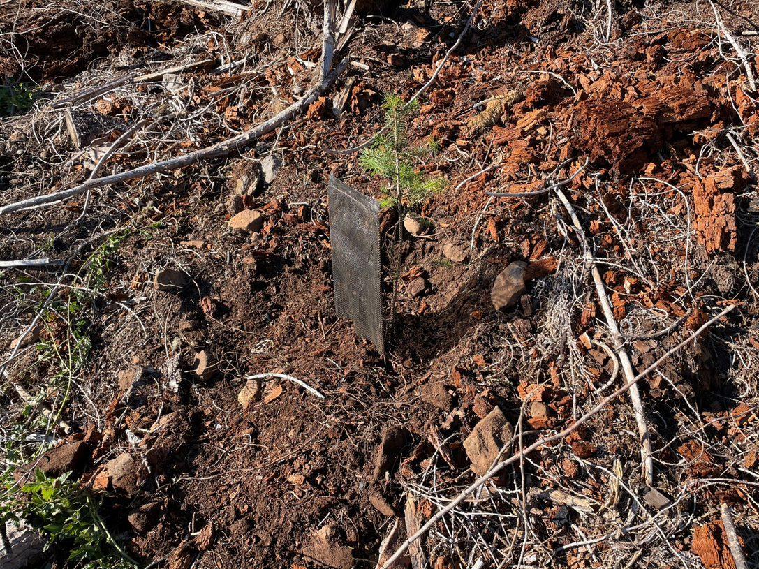 A seedling planted in bare ground is protected by tree shade.