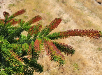 Close-up of a Nordmann fir branch shows needles turned brown by heat.
